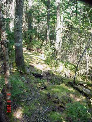 along old Whiteface trail