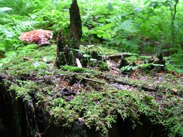 stump with new growth