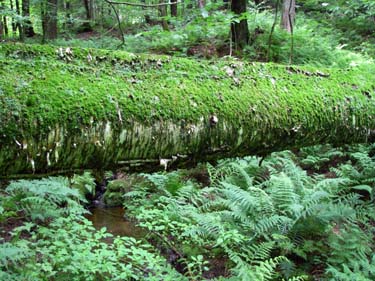 mossy log